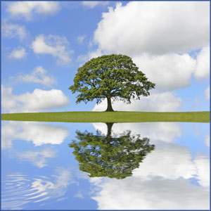 An oak tree in full leaf with sunny sky and white fluffy clouds, all reflected in still, clear water with a small rippled area at lower left corner